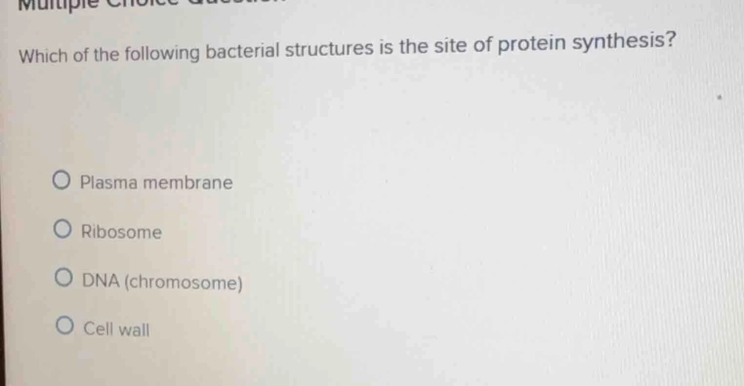 which of the following bacterial structures is the site of protein synt…
