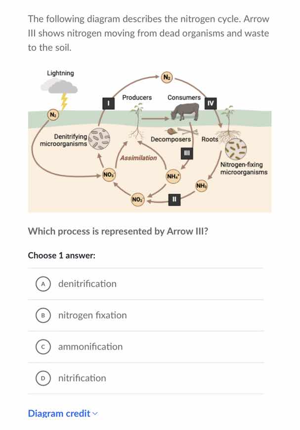 the following diagram describes the nitrogen cycle. arrow iii shows nit…