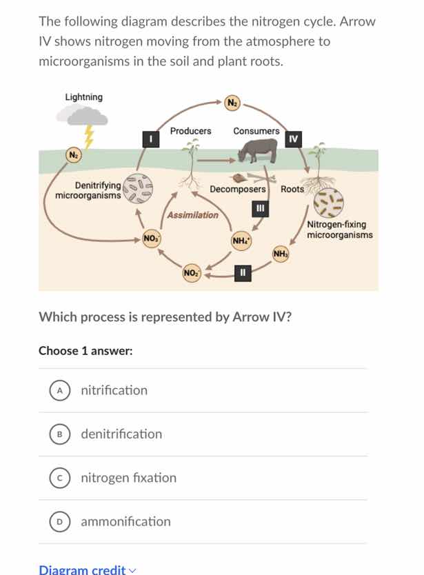 the following diagram describes the nitrogen cycle. arrow iv shows nitr…