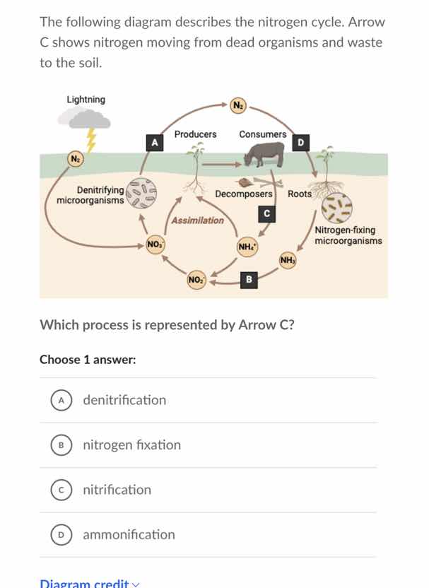 the following diagram describes the nitrogen cycle. arrow c shows nitro…