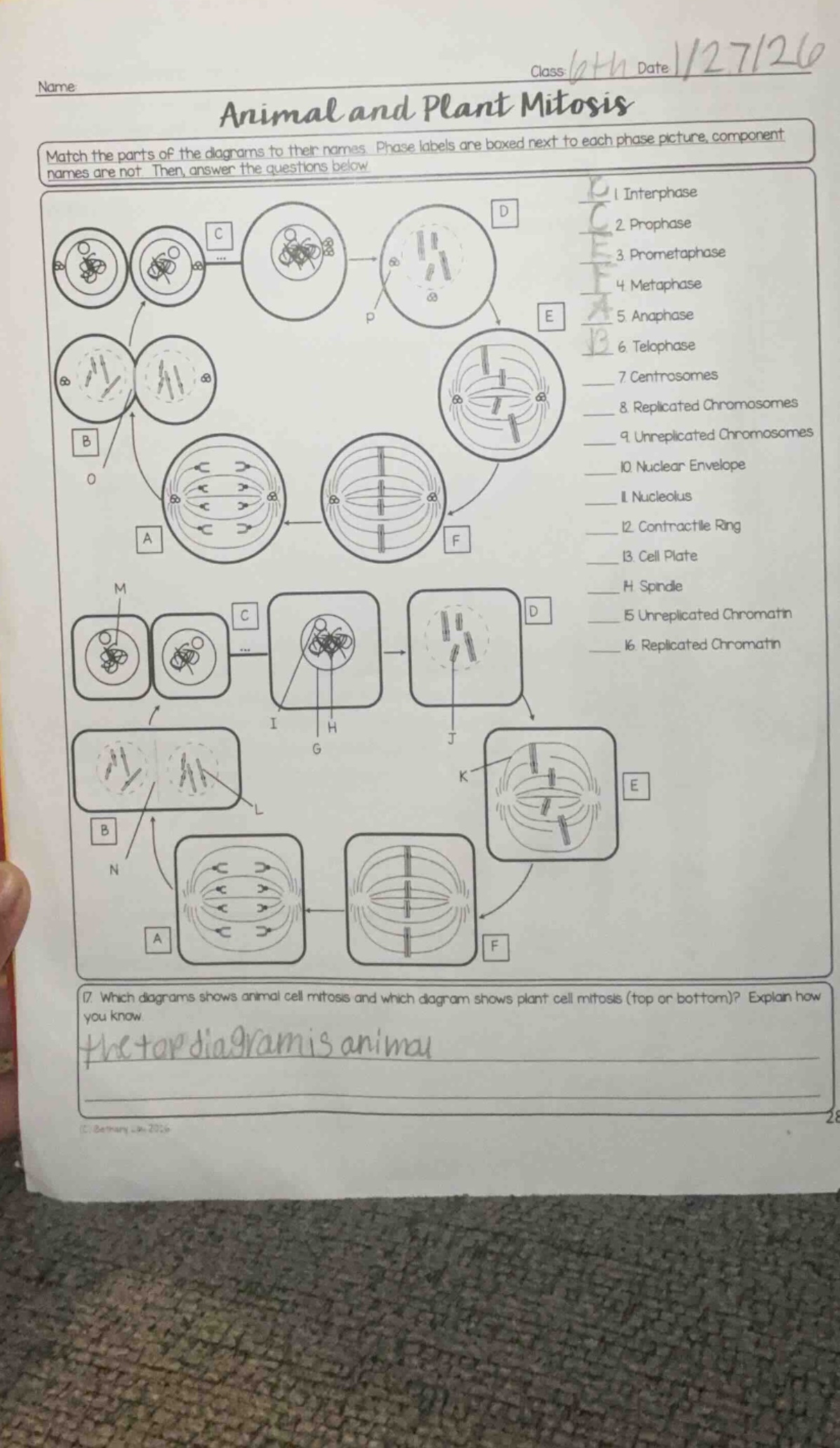 name class: 6th date 1/27/26 animal and plant mitosis match the parts o…
