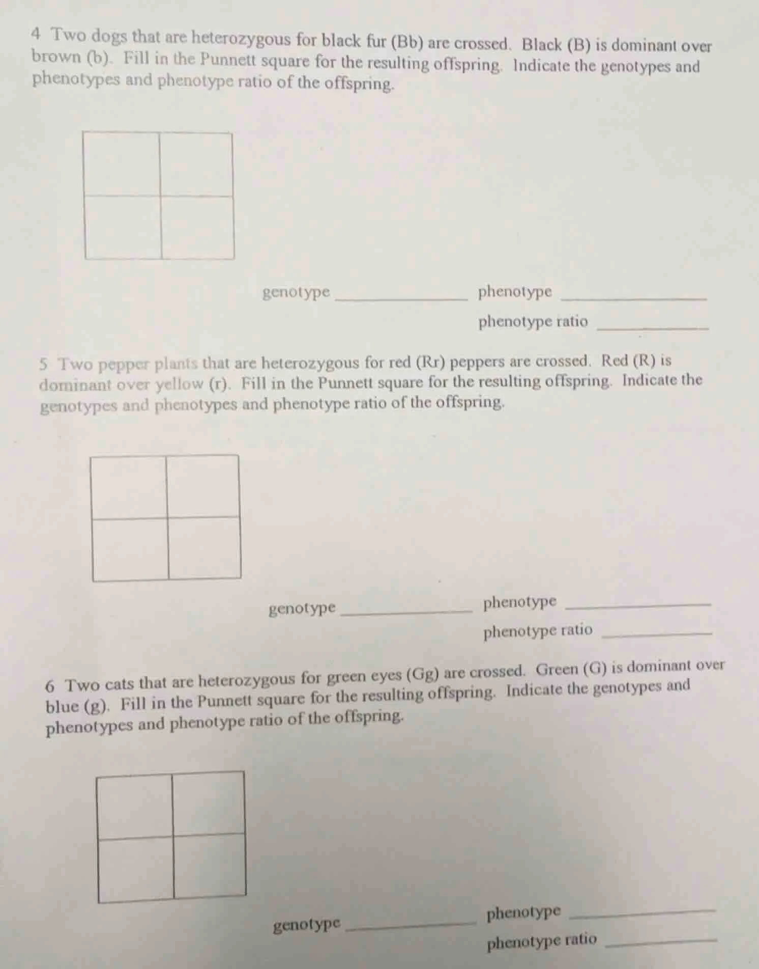 4 two dogs that are heterozygous for black fur (bb) are crossed. black …
