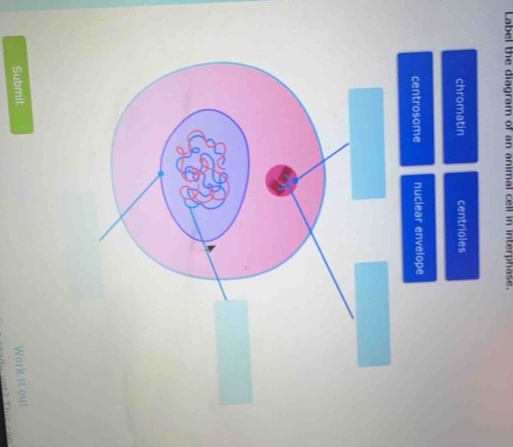 label the diagram of an animal cell in interphase. chromatin centrioles…