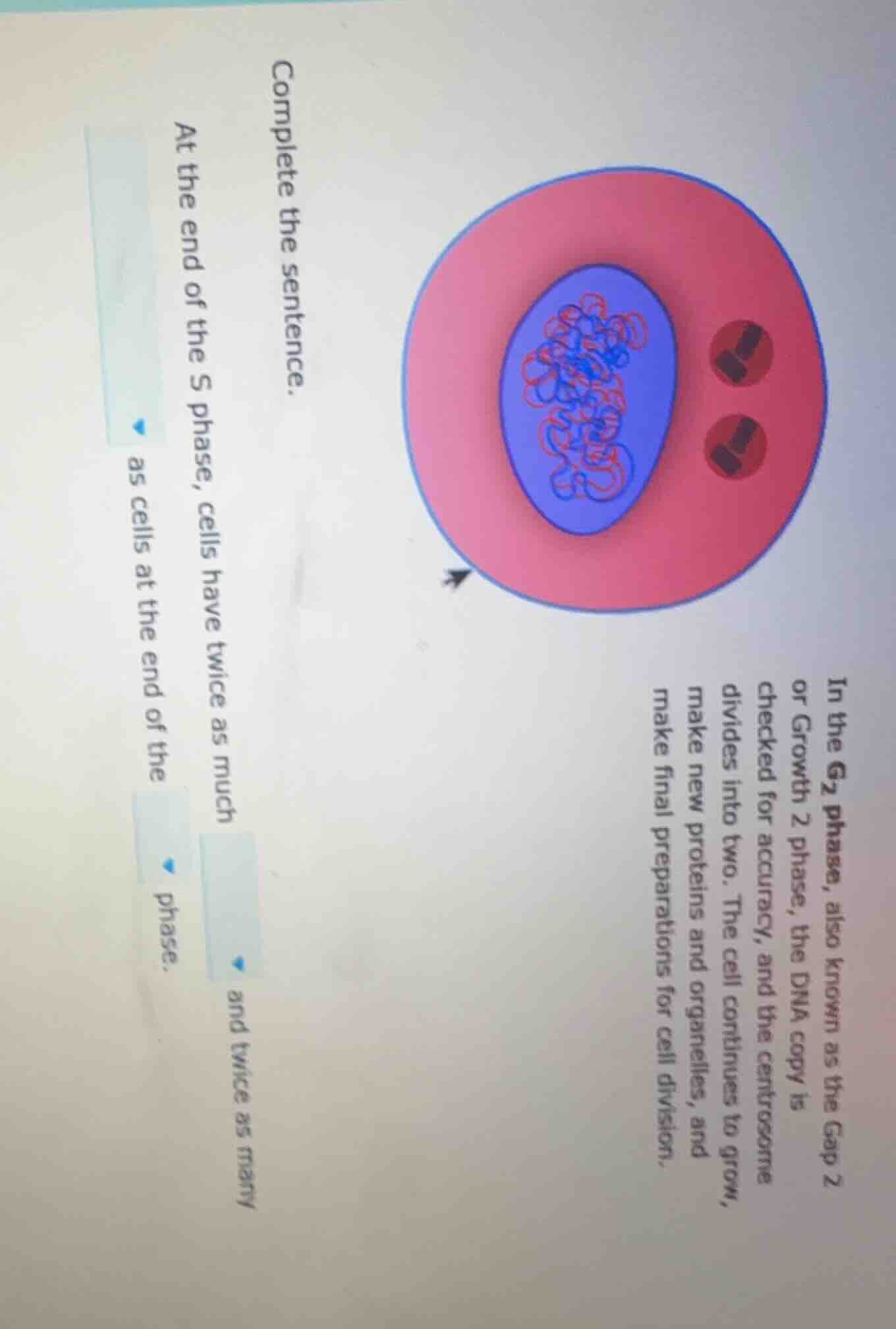 complete the sentence. in the g₂ phase, also known as the gap 2 or grow…