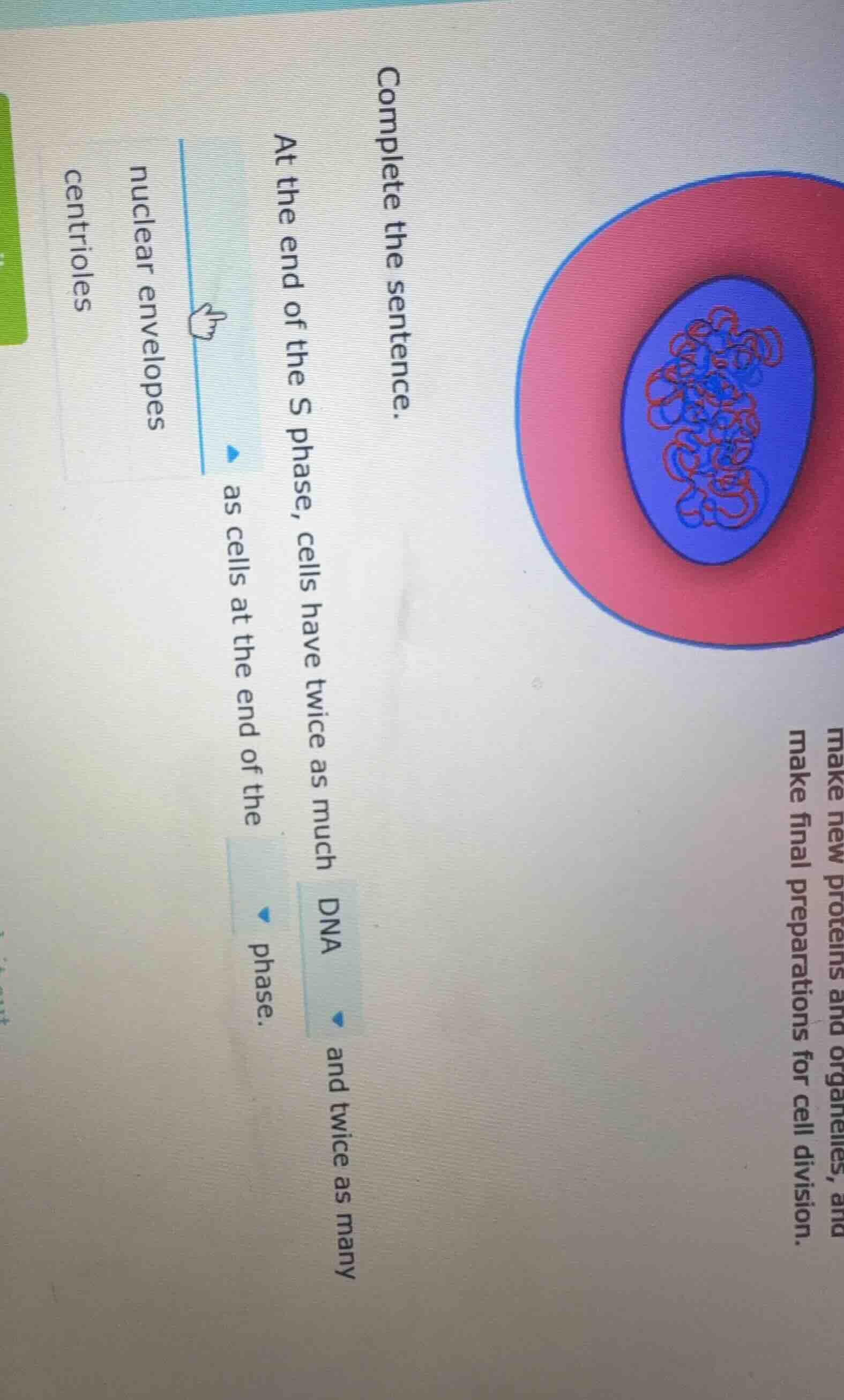 complete the sentence. at the end of the s phase, cells have twice as m…