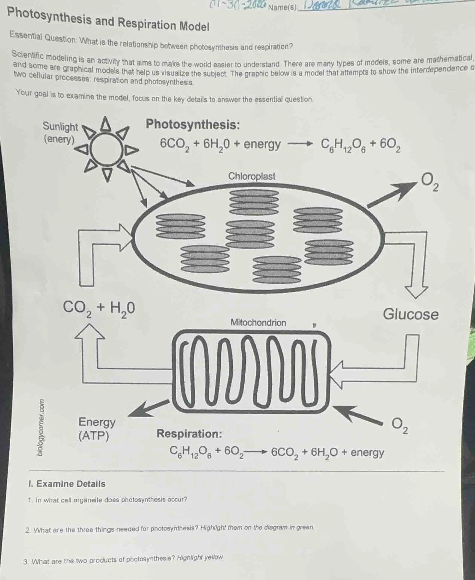 photosynthesis and respiration model essential question: what is the re…