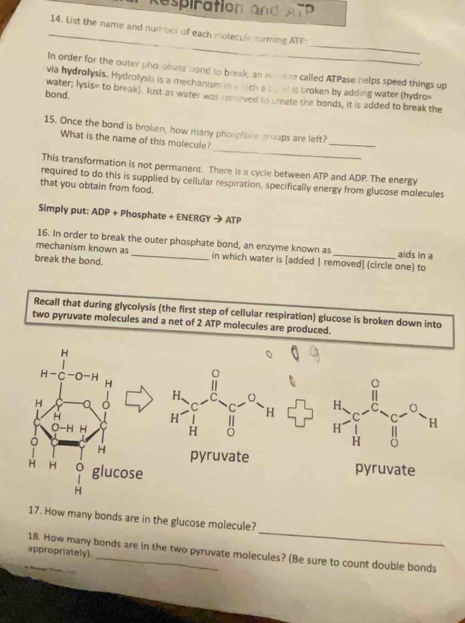 14. list the name and number of each molecule forming atp: in order for…