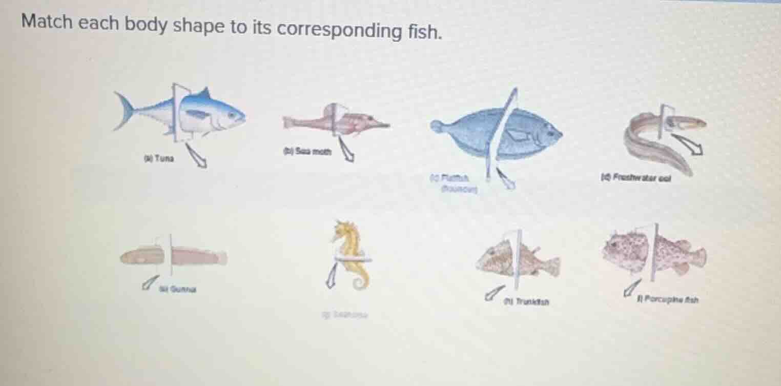 match each body shape to its corresponding fish.
