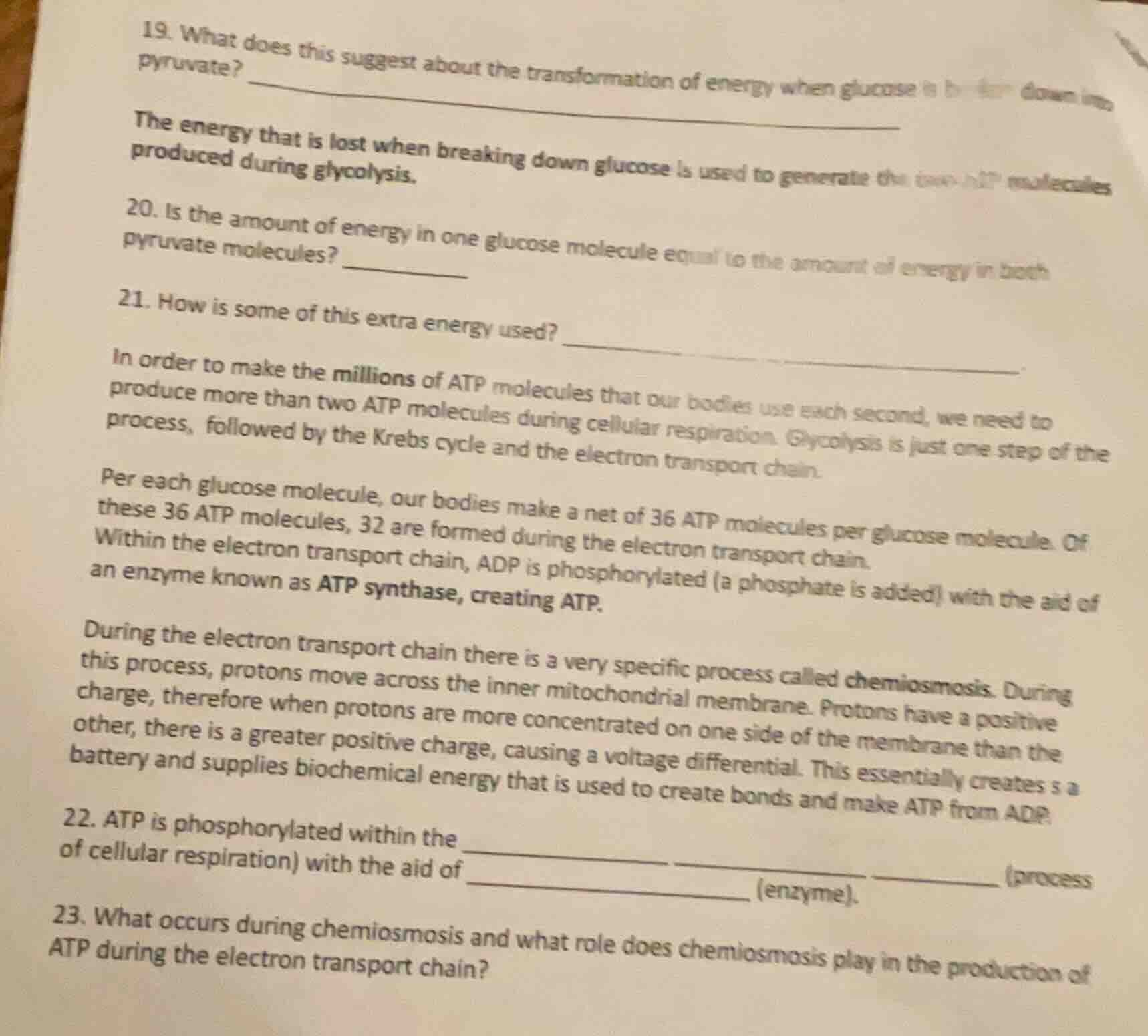 19. what does this suggest about the transformation of energy when gluc…
