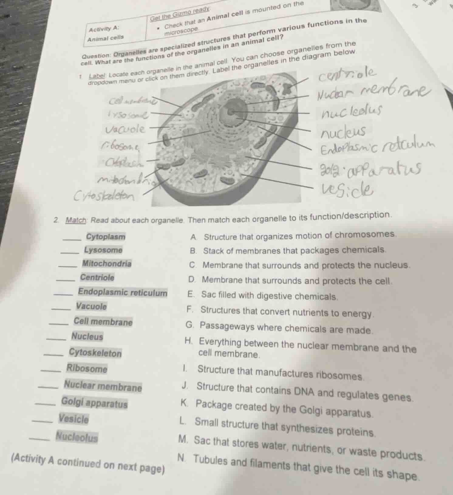 get the gizmo ready: activity a: animal cells - check that an animal ce…