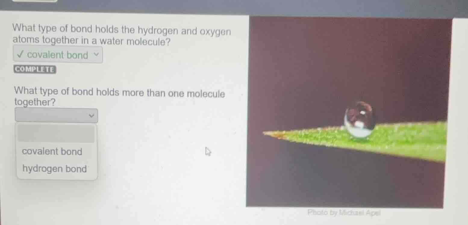 what type of bond holds the hydrogen and oxygen atoms together in a wat…