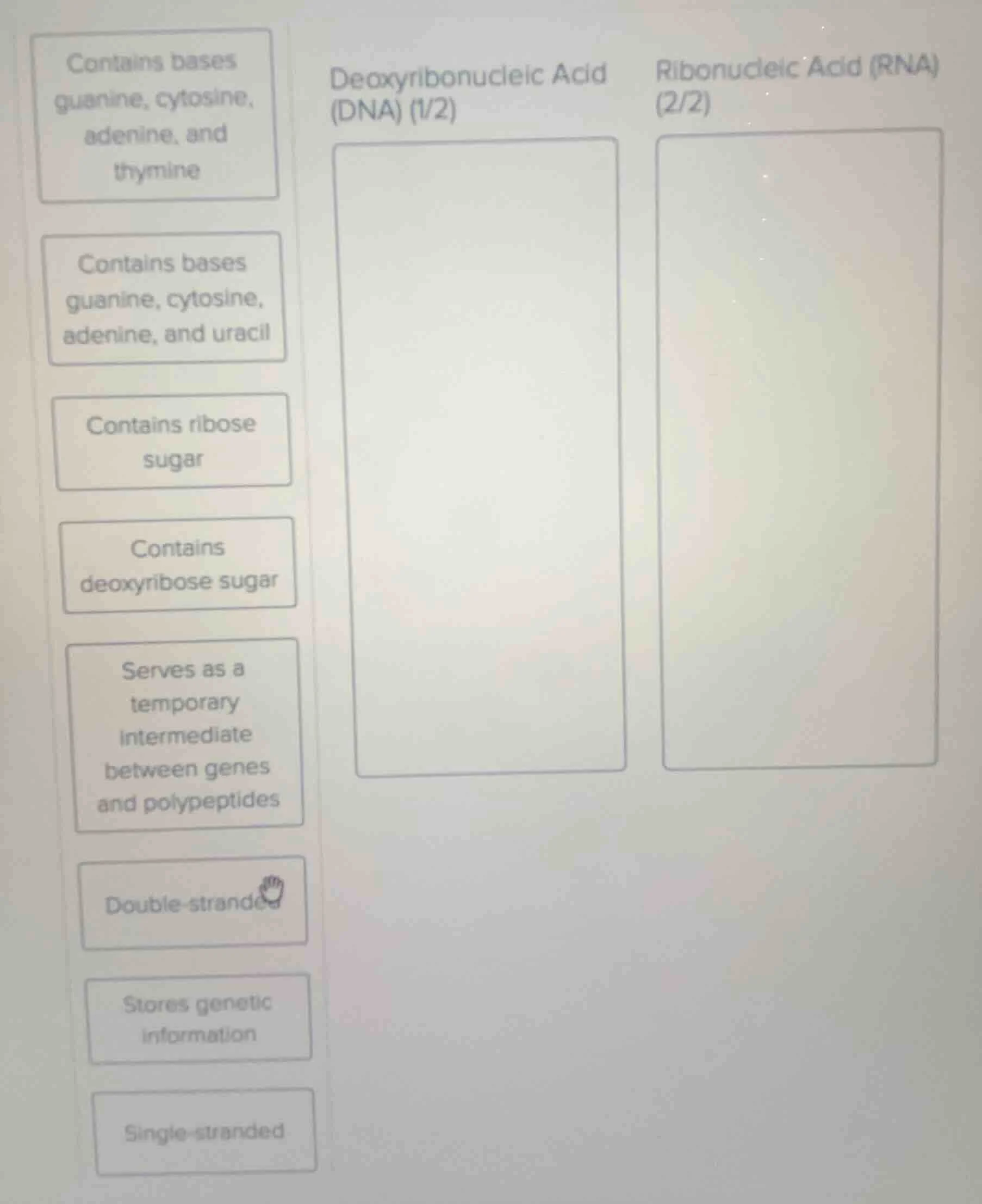 contains bases guanine, cytosine, adenine, and thymine; contains bases …