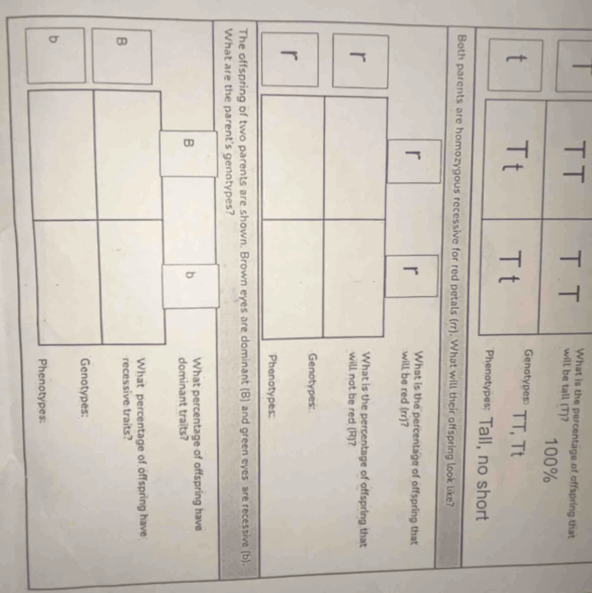 what is the percentage of offspring that will be tall (t)? genotypes: t…