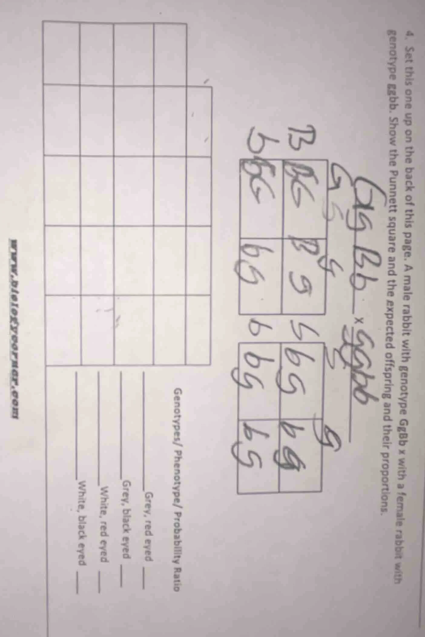 4. set this one up on the back of this page. a male rabbit with genotyp…