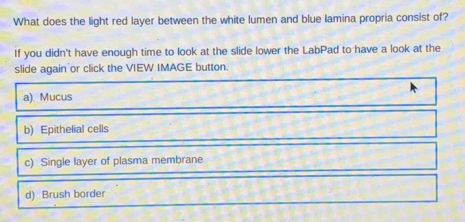 what does the light red layer between the white lumen and blue lamina p…