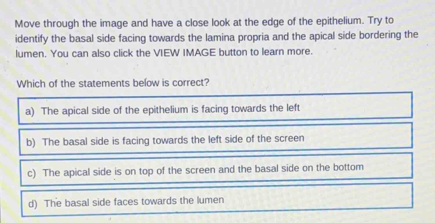 move through the image and have a close look at the edge of the epithel…