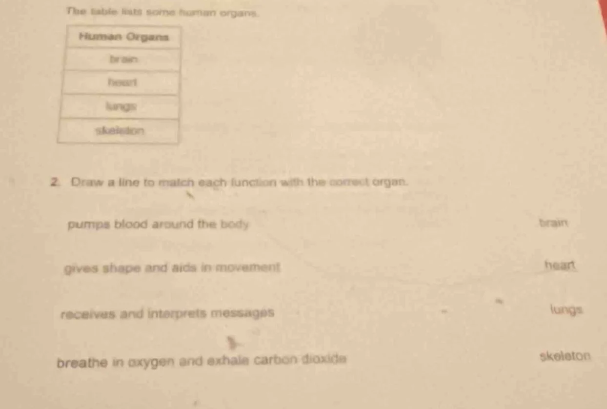 the table lists some human organs. human organs brain heart lungs skele…