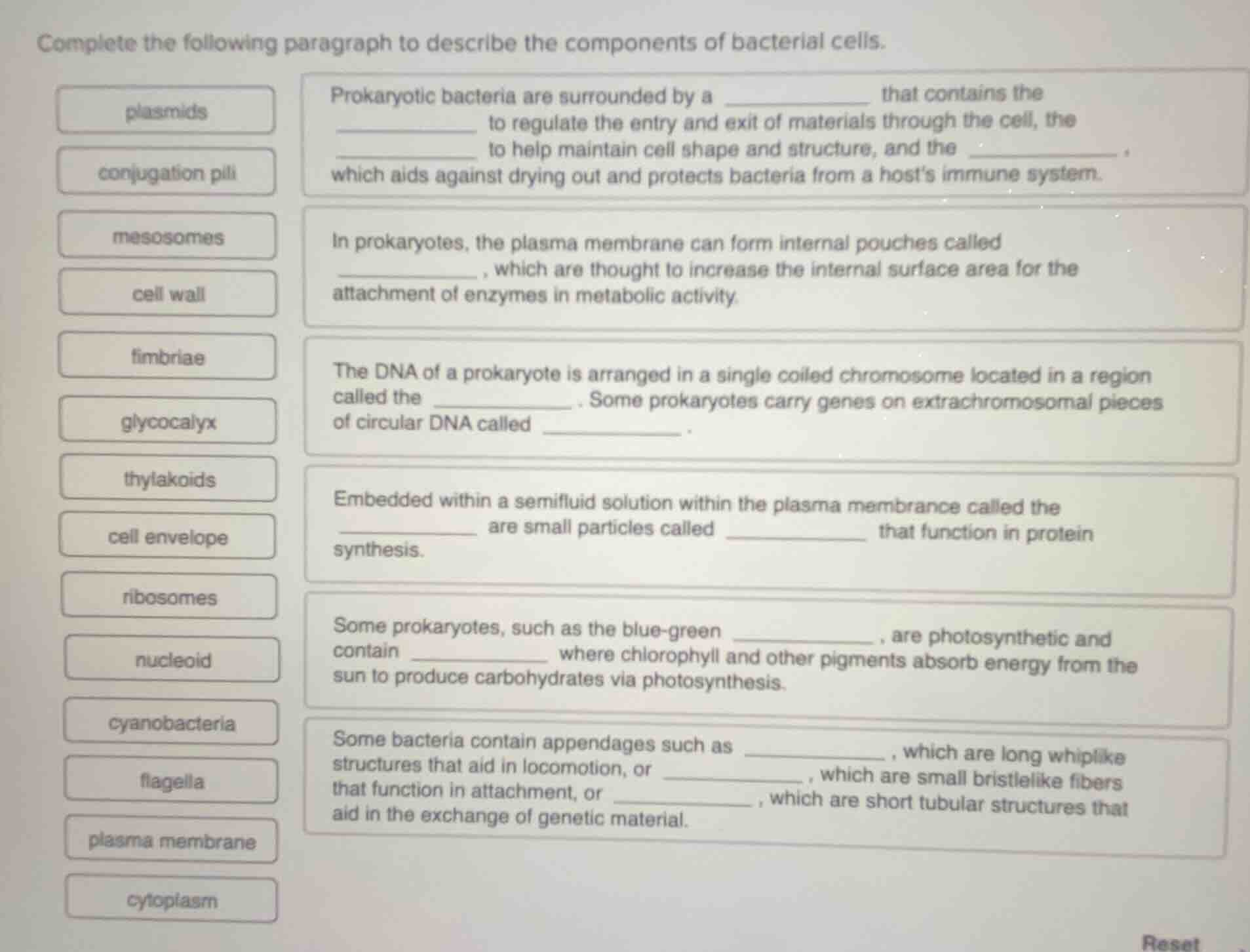complete the following paragraph to describe the components of bacteria…