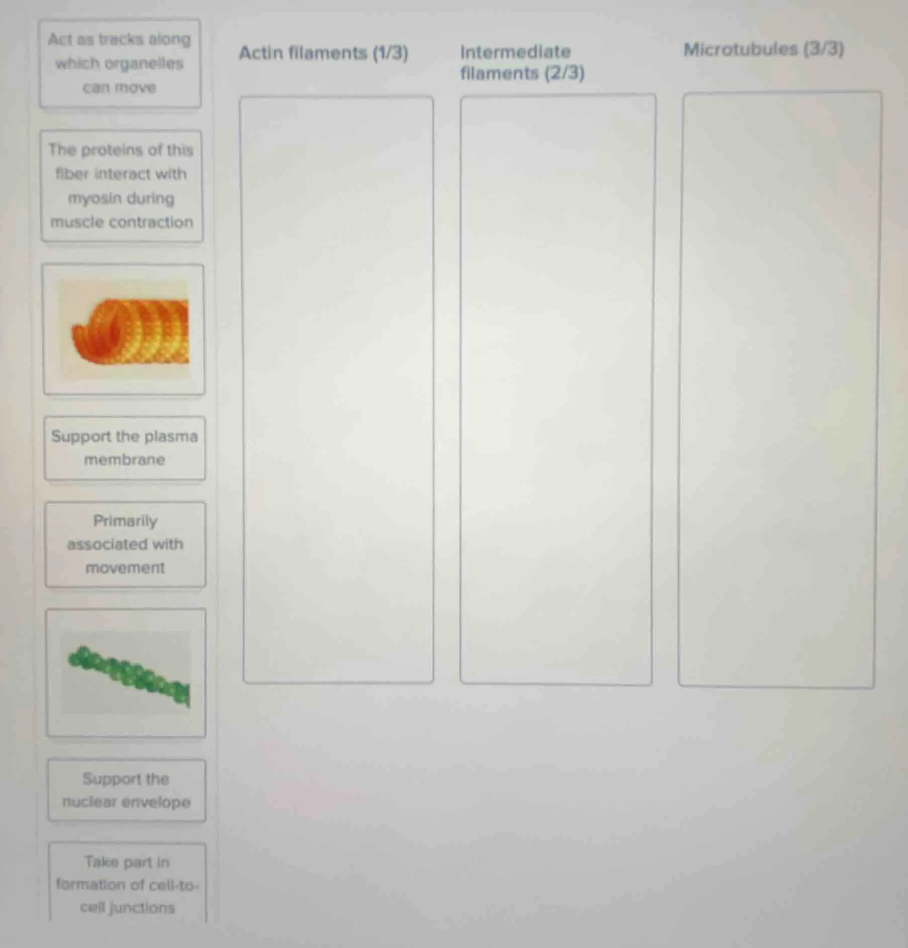 act as tracks along which organelles can move; the proteins of this fib…