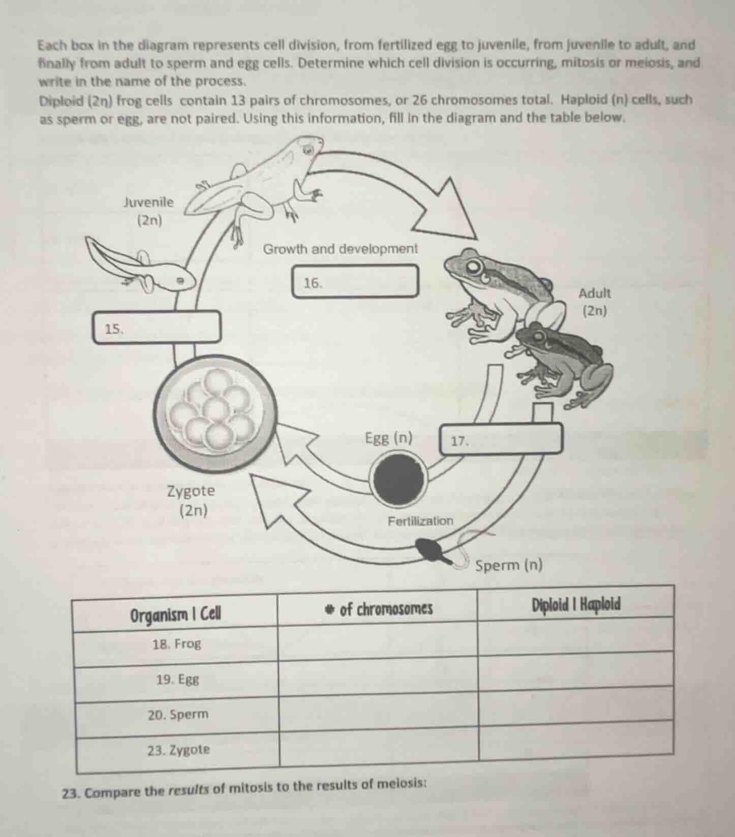 each box in the diagram represents cell division, from fertilized egg t…