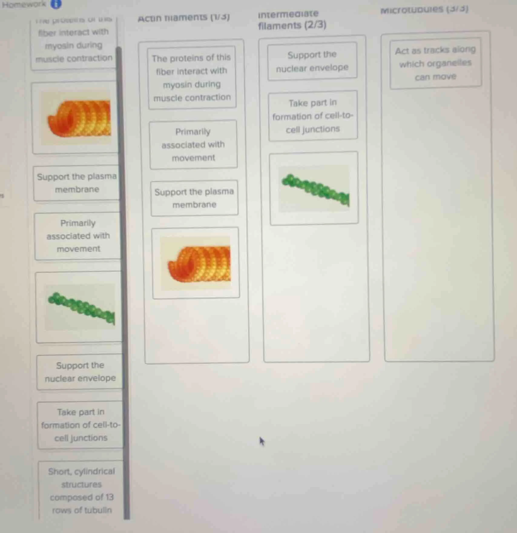 homework actin filaments (1/3) the proteins of this fiber interact with…