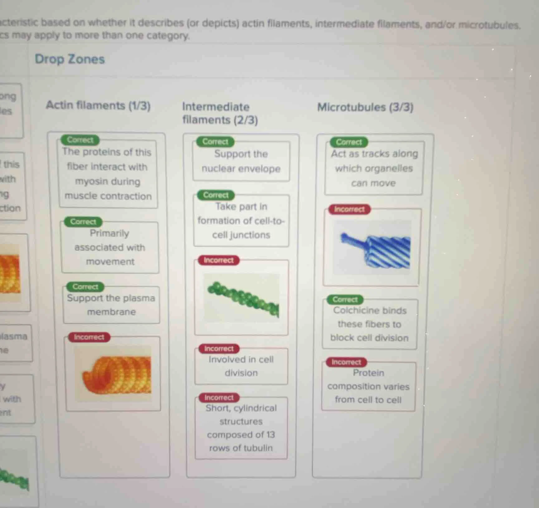 cteristic based on whether it describes (or depicts) actin filaments, i…