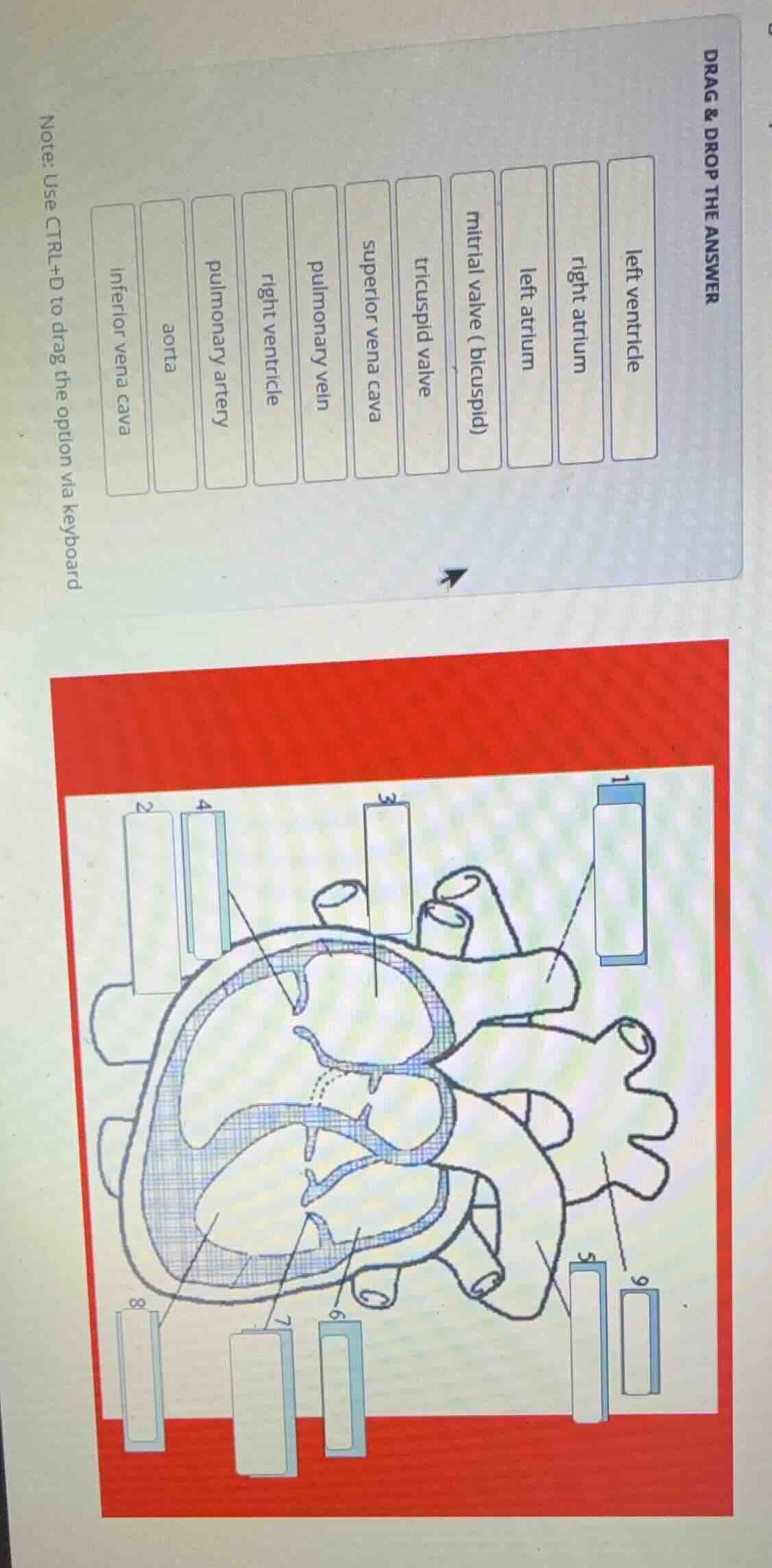 drag & drop the answer note: use ctrl+d to drag the option via keyboard…