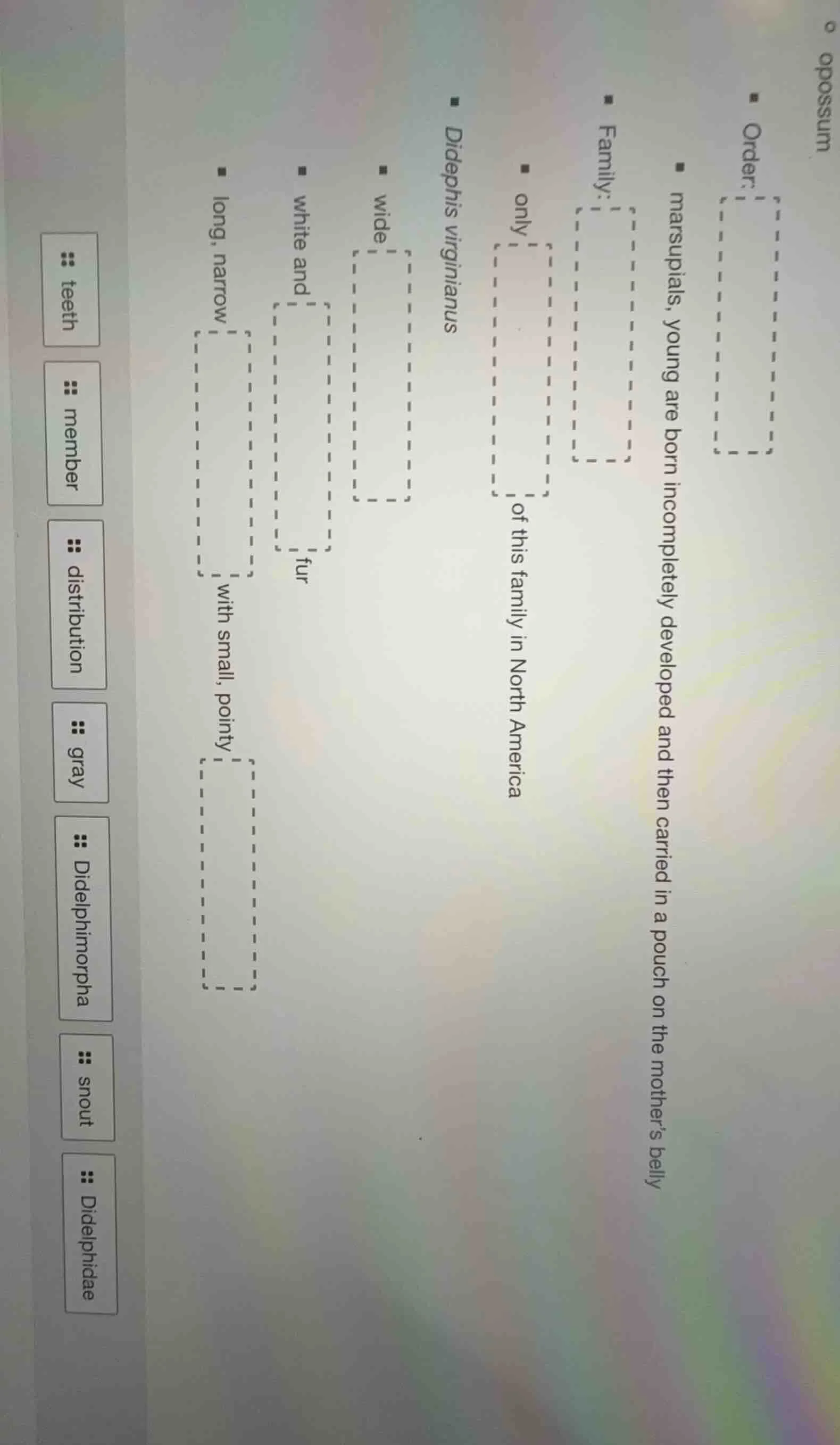 opossum - order: - marsupials, young are born incompletely developed an…