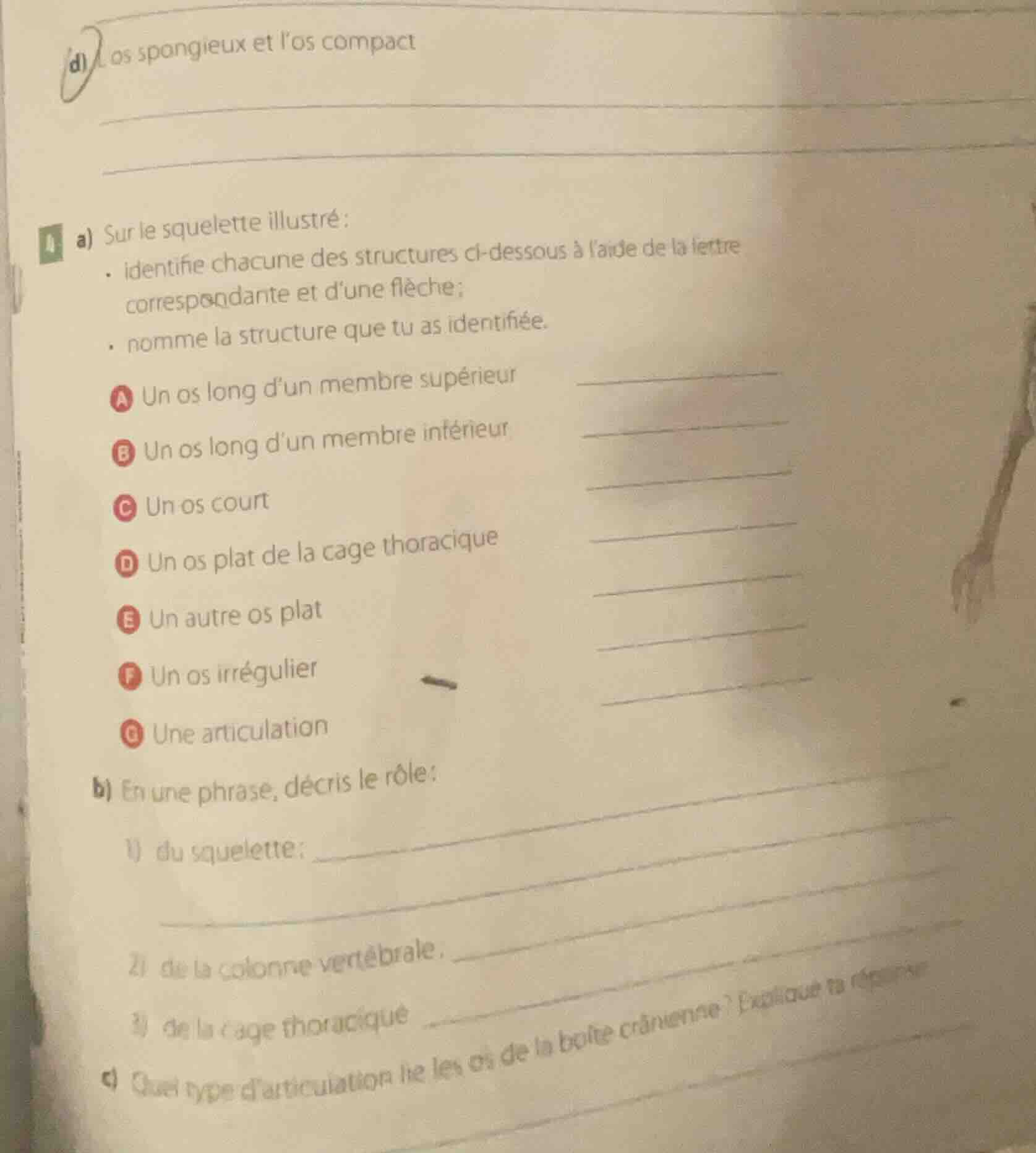 d) os spongieux et los compact a) sur le squelette illustré : - identif…