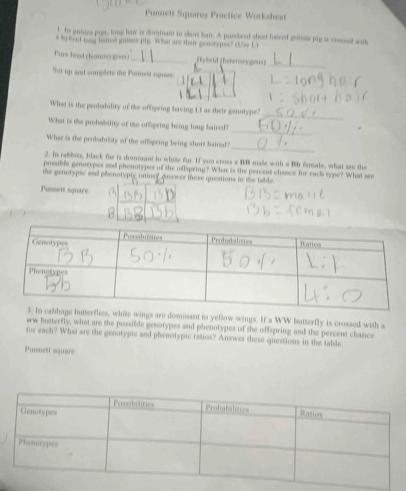 punnett squares practice worksheet 1. in guinea pigs, long hair is domi…