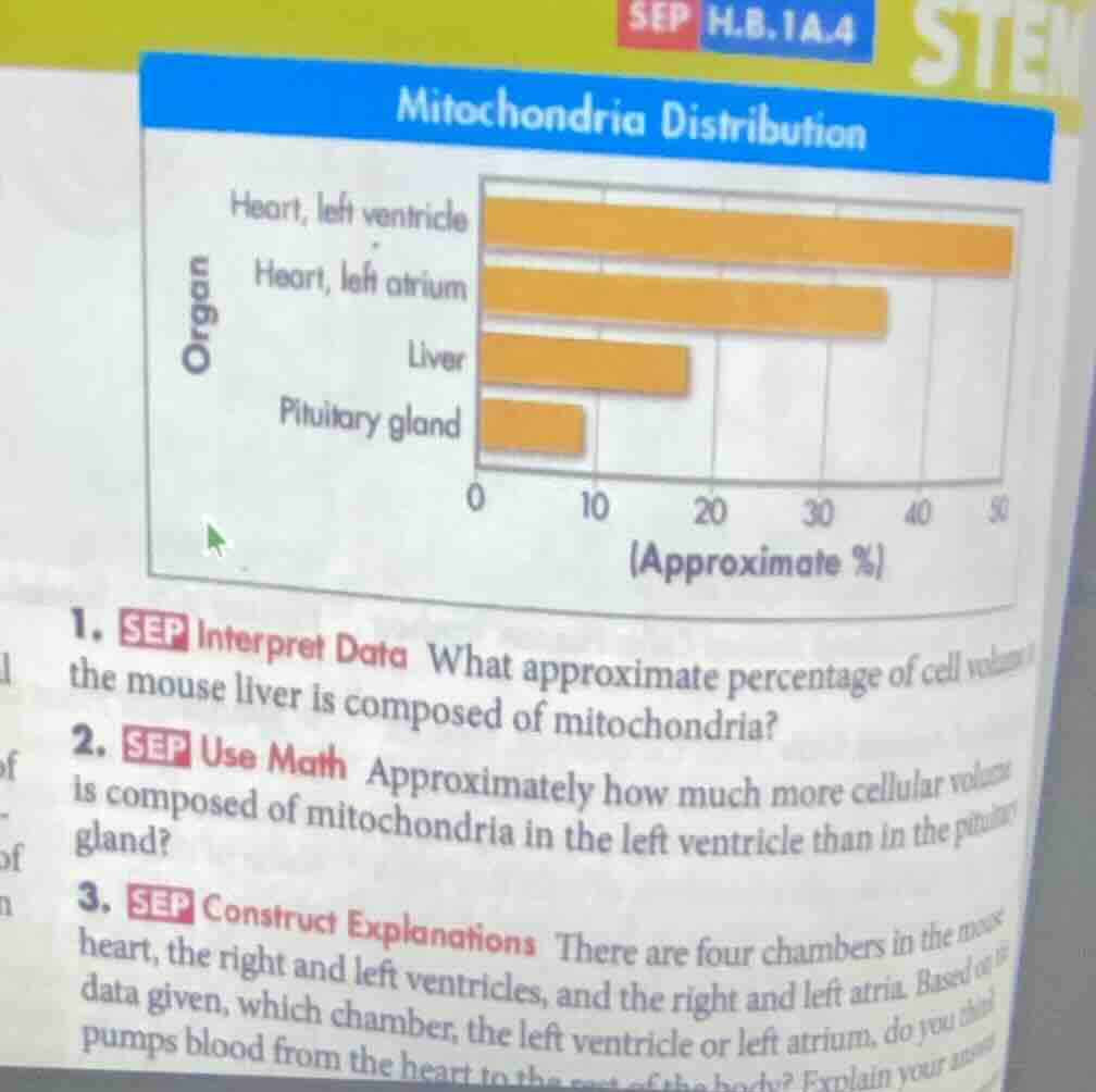 mitochondria distribution organ heart, left ventricle heart, left atriu…