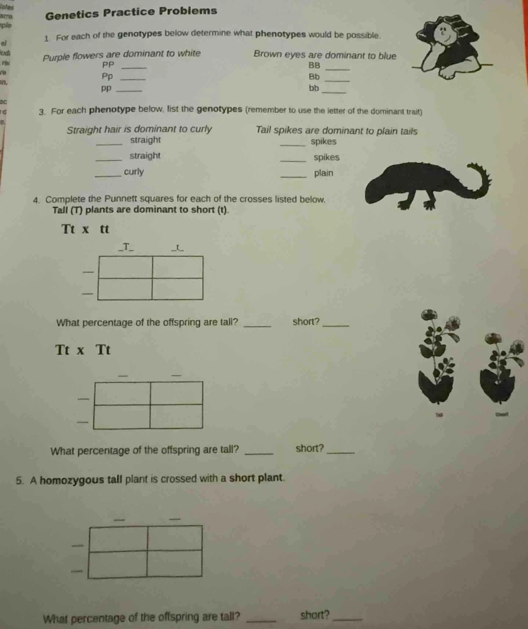 genetics practice problems 1. for each of the genotypes below determine…