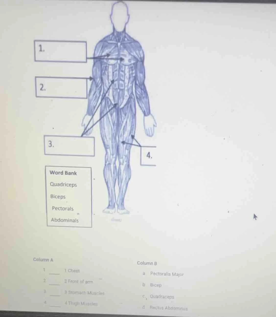 1. 2. 3. 4. word bank quadriceps biceps pectorals abdominals column a 1…
