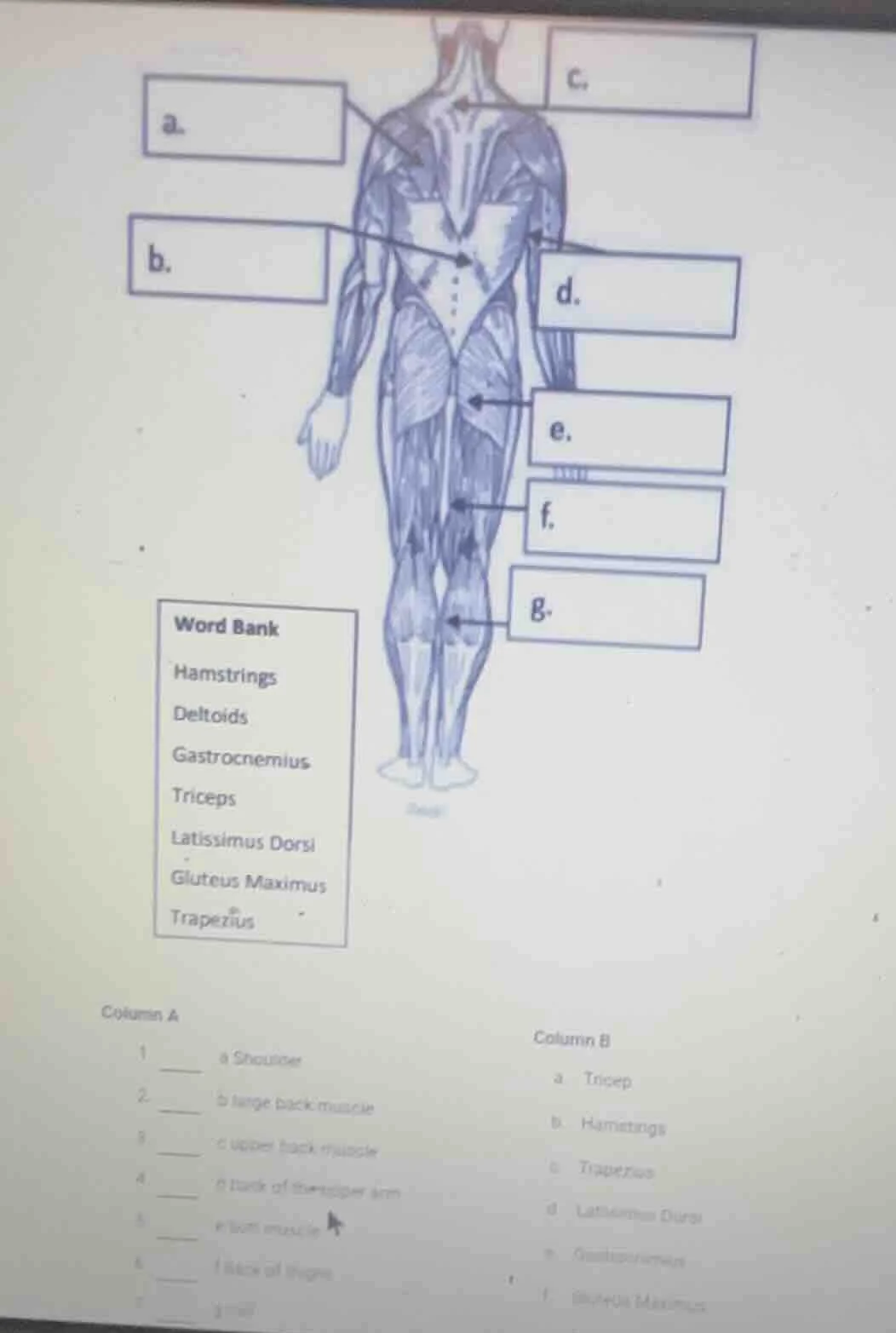 word bank hamstrings deltoids gastrocnemius triceps latissimus dorsi gl…