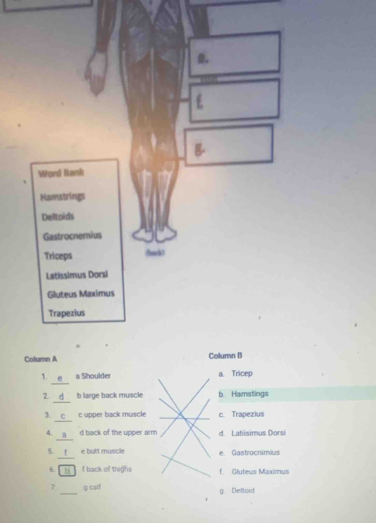 word bank hamstrings deltoids gastrocnemius triceps latissimus dorsi gl…