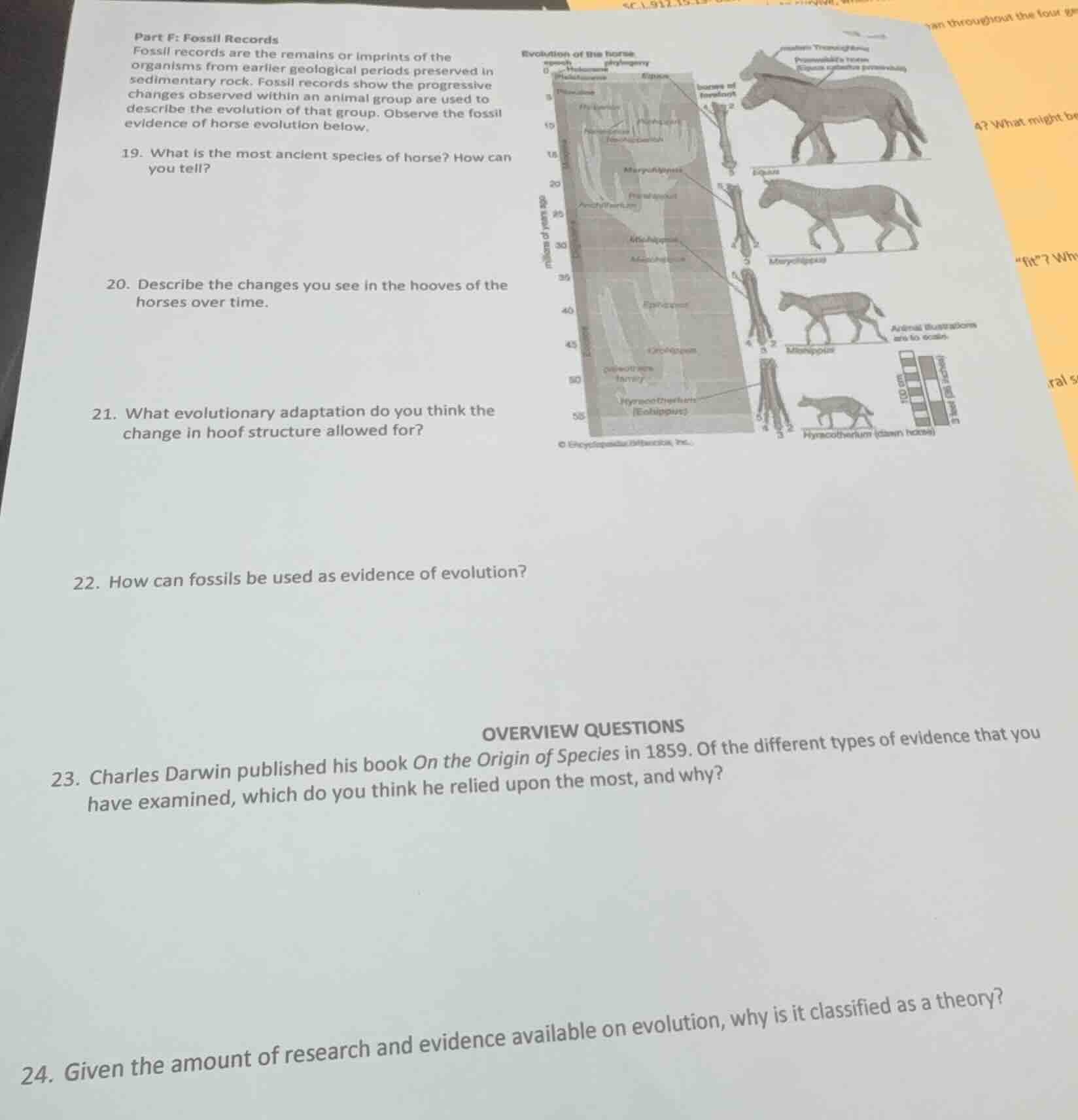 part f: fossil records fossil records are the remains or imprints of th…