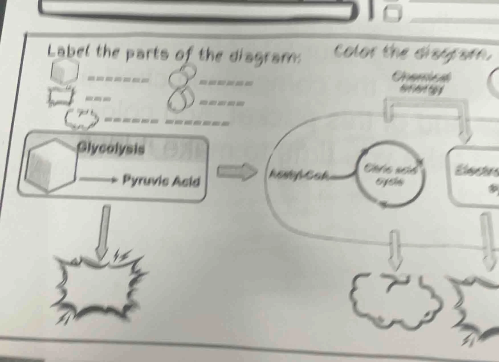 label the parts of the diagram. color the diagram. glycolysis pyruvic a…