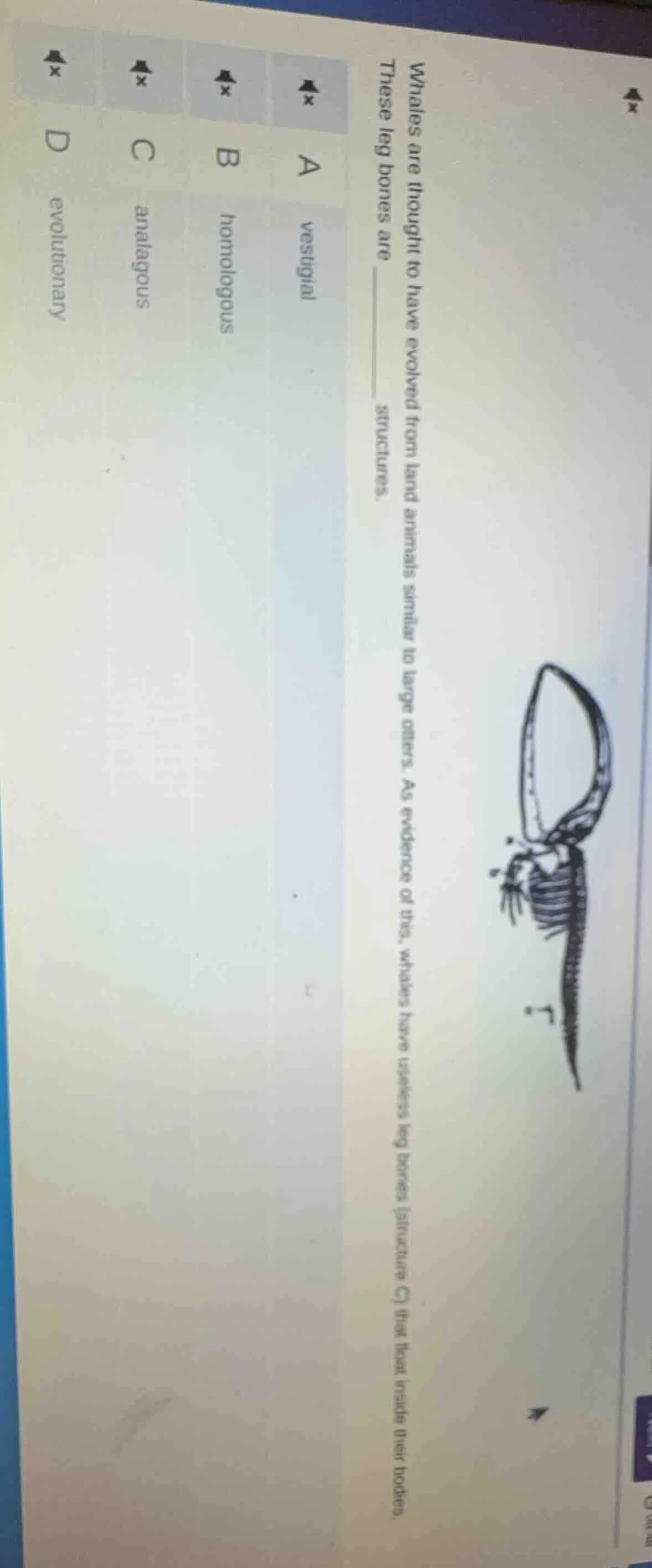 whales are thought to have evolved from land animals similar to large o…