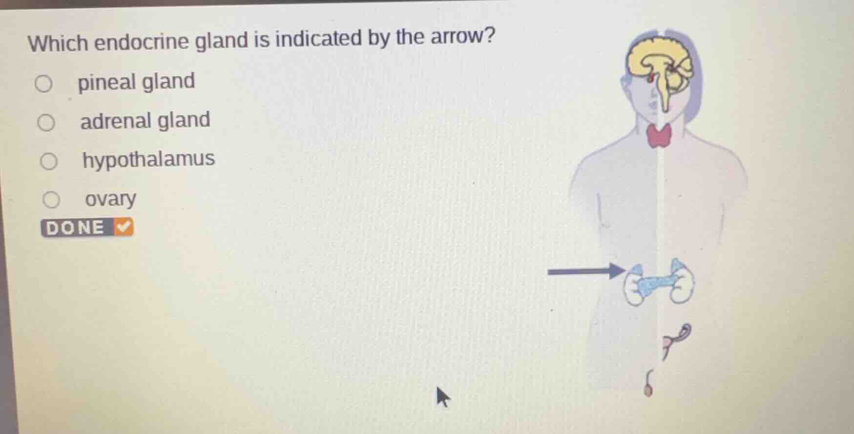 which endocrine gland is indicated by the arrow? pineal gland adrenal g…