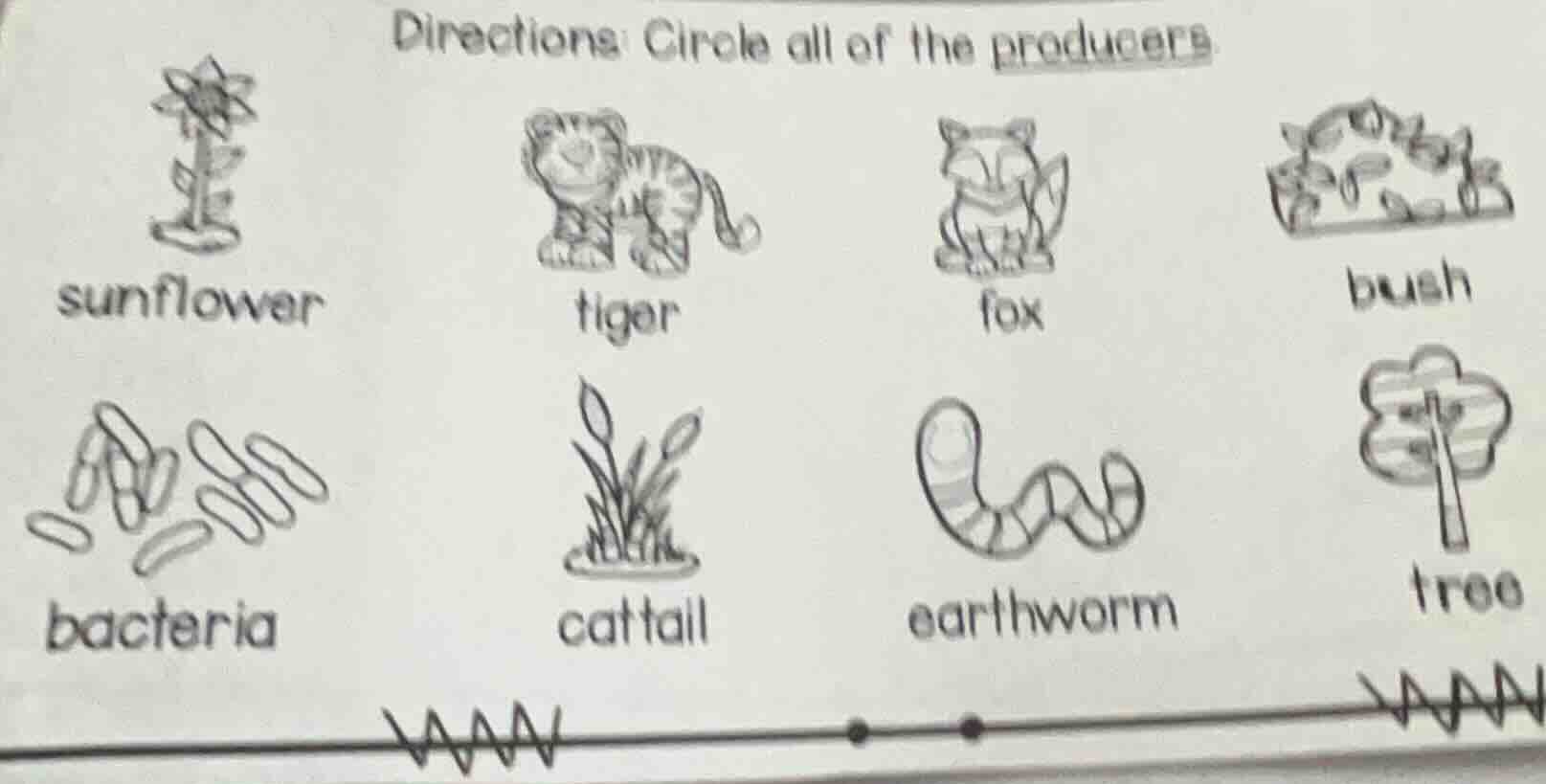 directions: circle all of the producers sunflower tiger fox bush bacter…