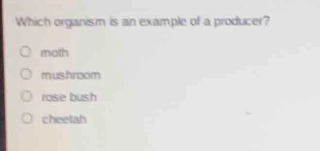 which organism is an example of a producer? moth mushroom rose bush che…
