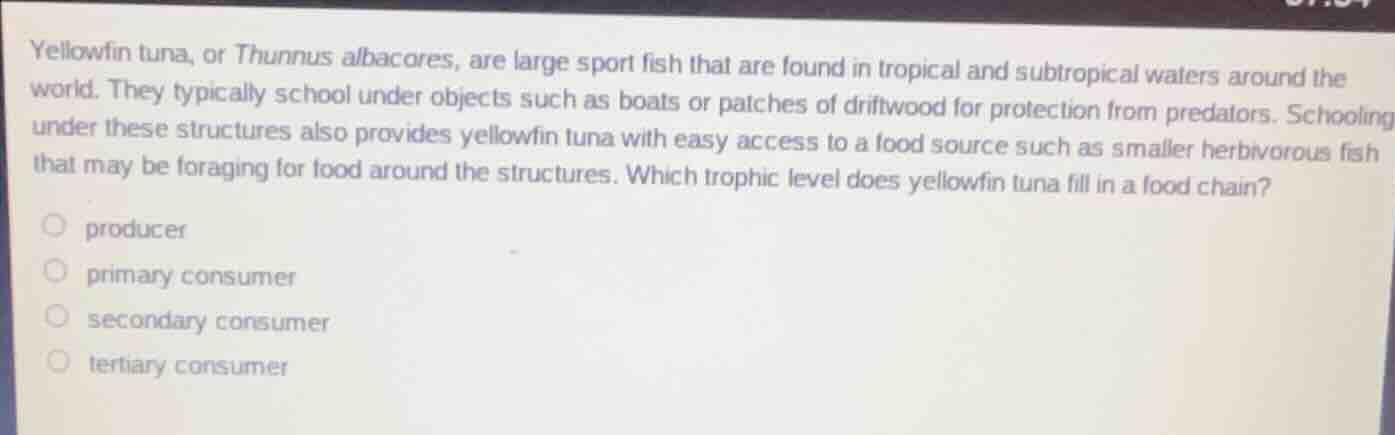 yellowfin tuna, or thunnus albacores, are large sport fish that are fou…