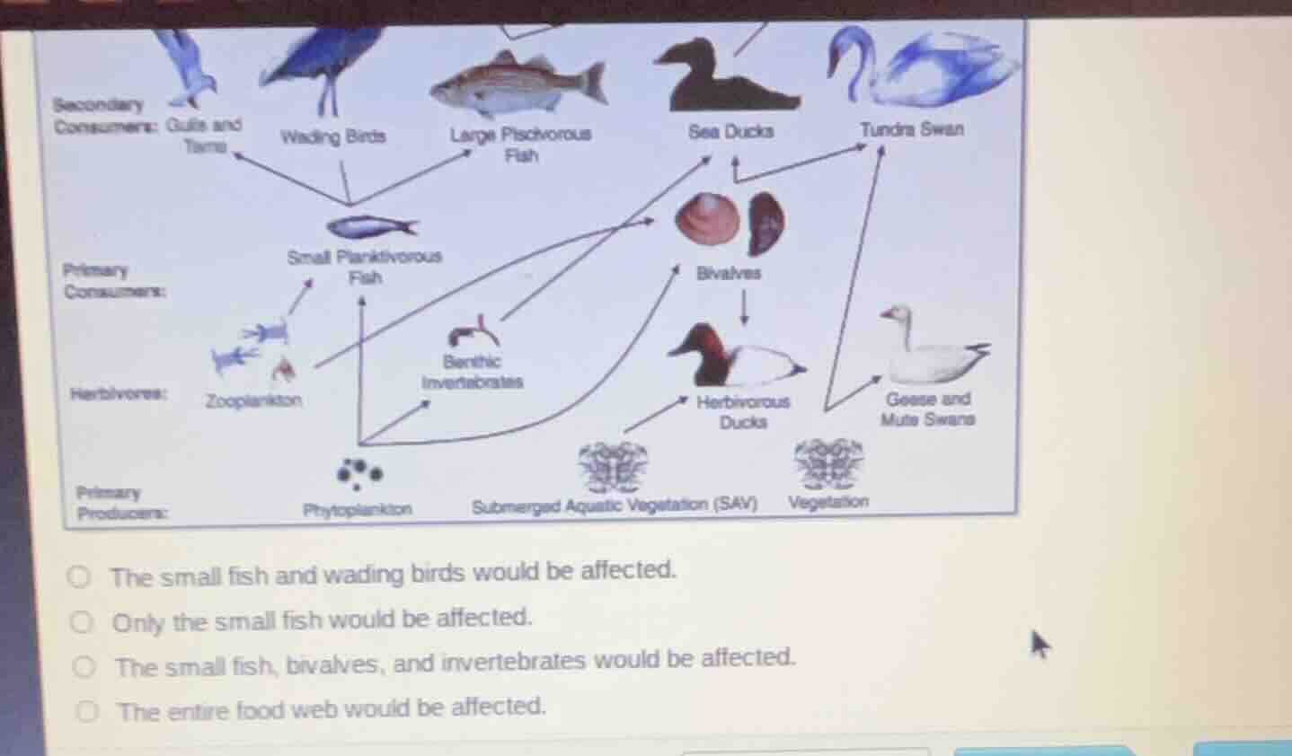 primary producers: phytoplankton, submerged aquatic vegetation (sav), v…