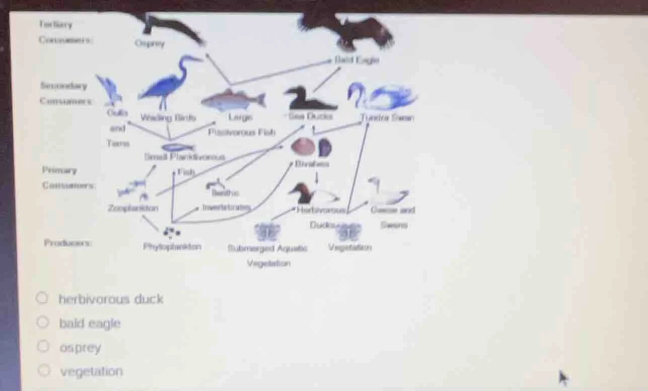 herbivorous duck bald eagle osprey vegetation