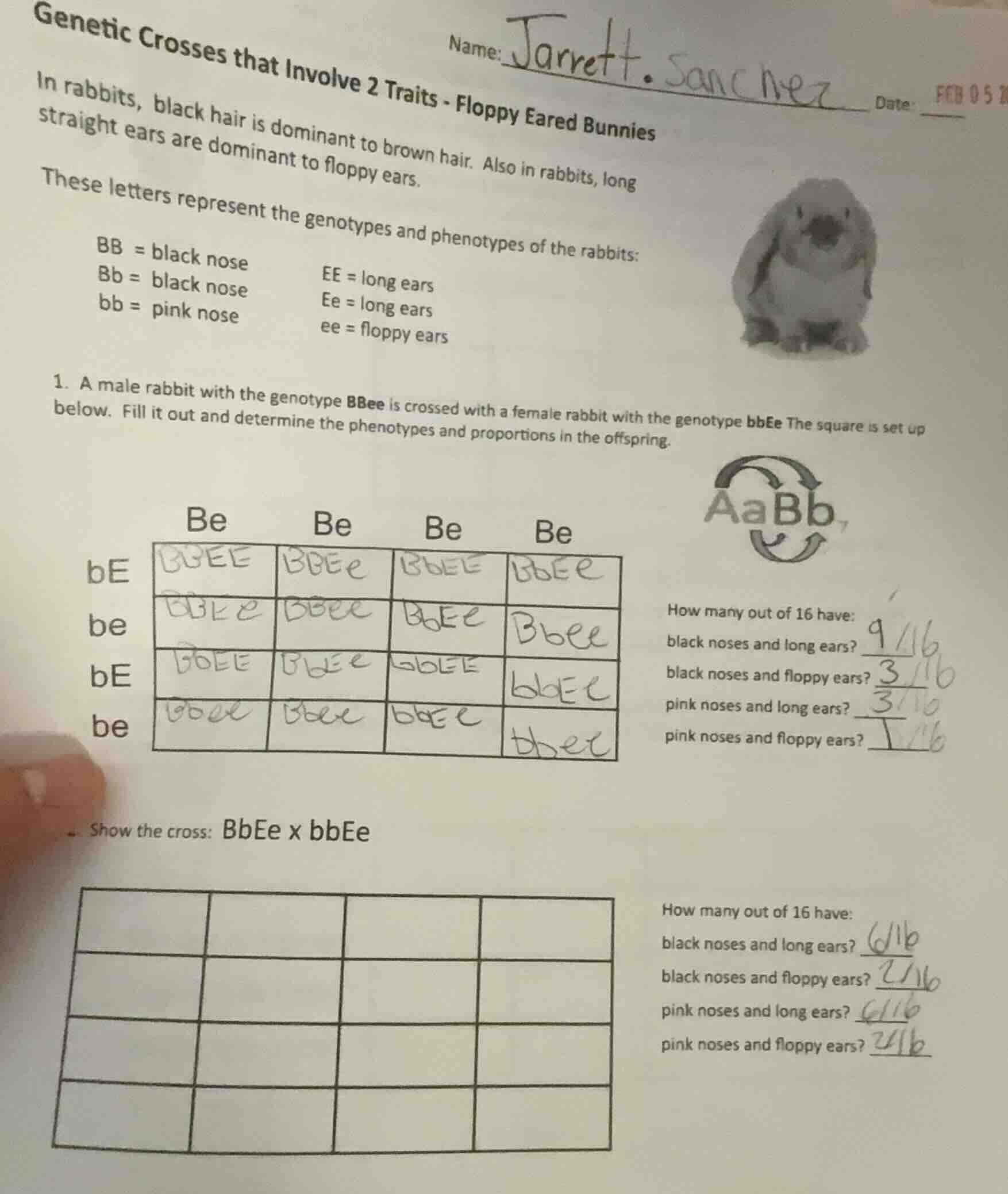 genetic crosses that involve 2 traits - floppy eared bunnies name: jarr…