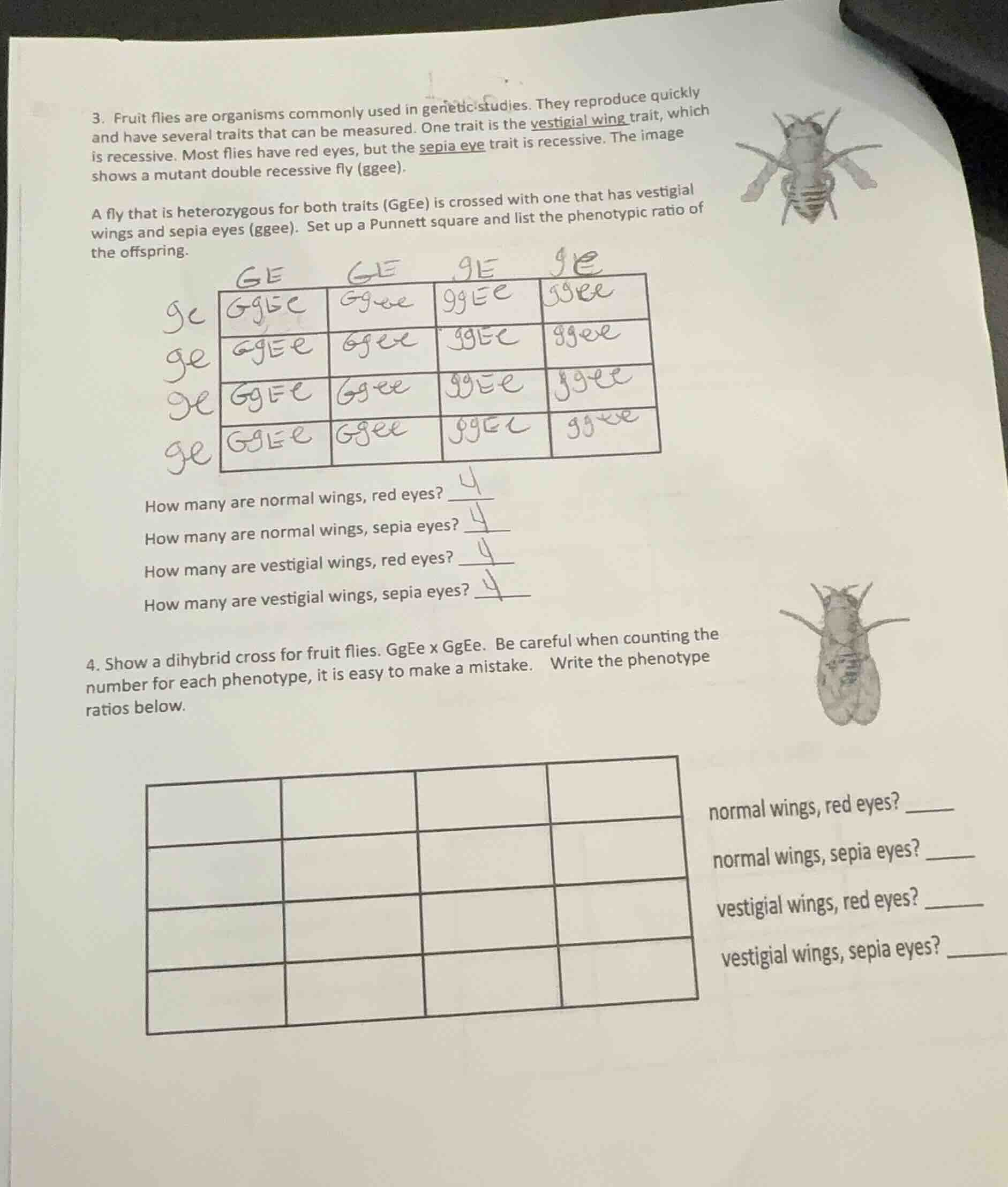 3. fruit flies are organisms commonly used in genetic studies. they rep…