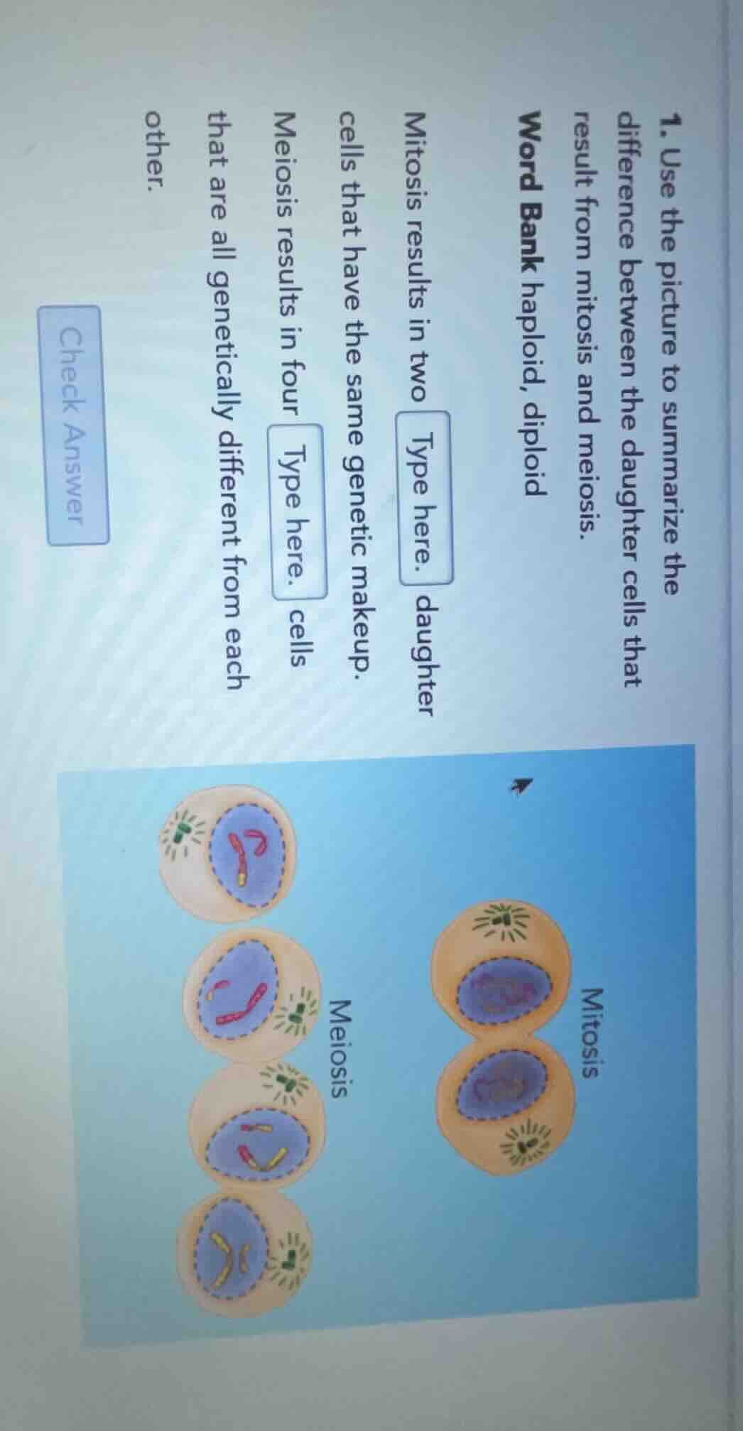 1. use the picture to summarize the difference between the daughter cel…