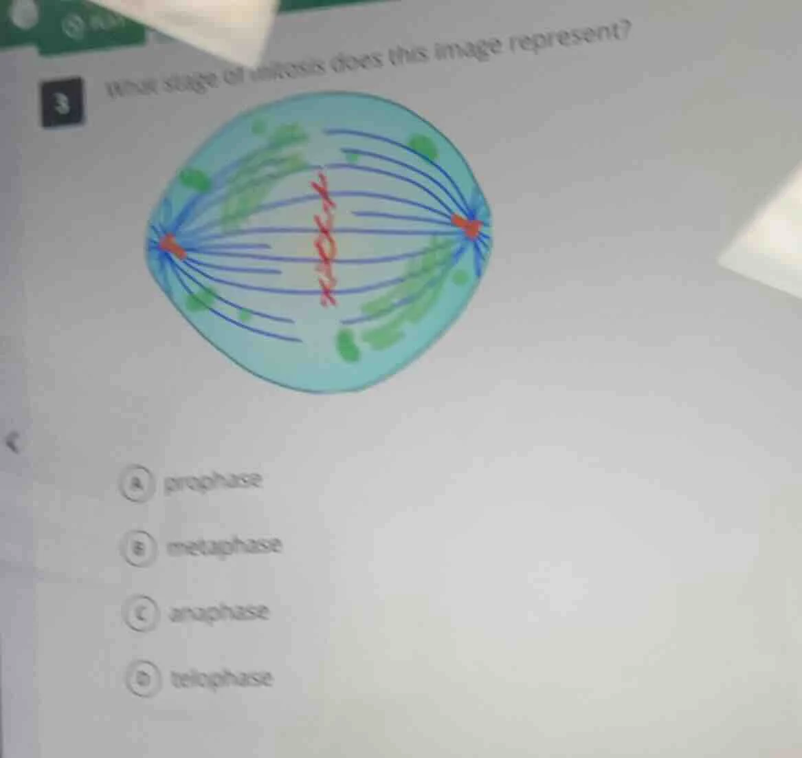 3 what stage of mitosis does this image represent? a prophase b metapha…