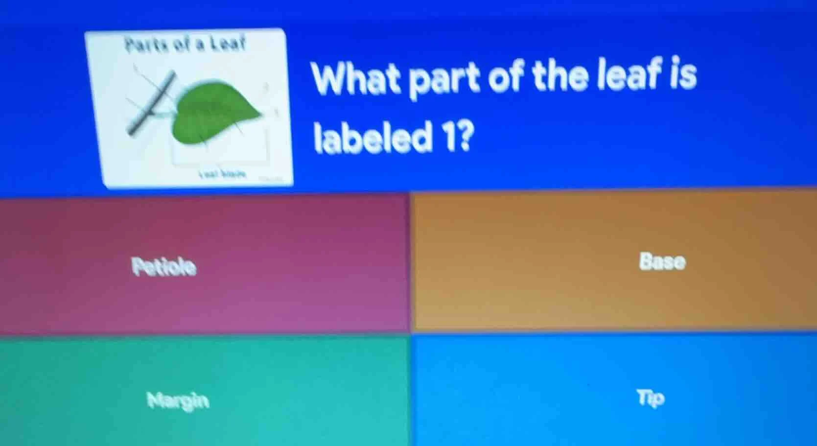 parts of a leaf what part of the leaf is labeled 1? petiole base margin…