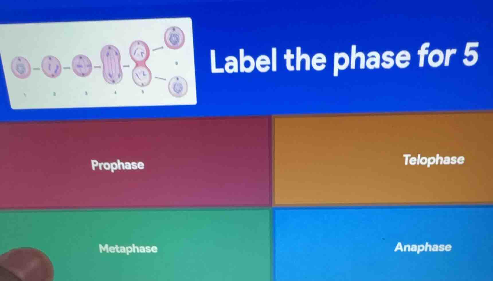 label the phase for 5; prophase; telophase; metaphase; anaphase